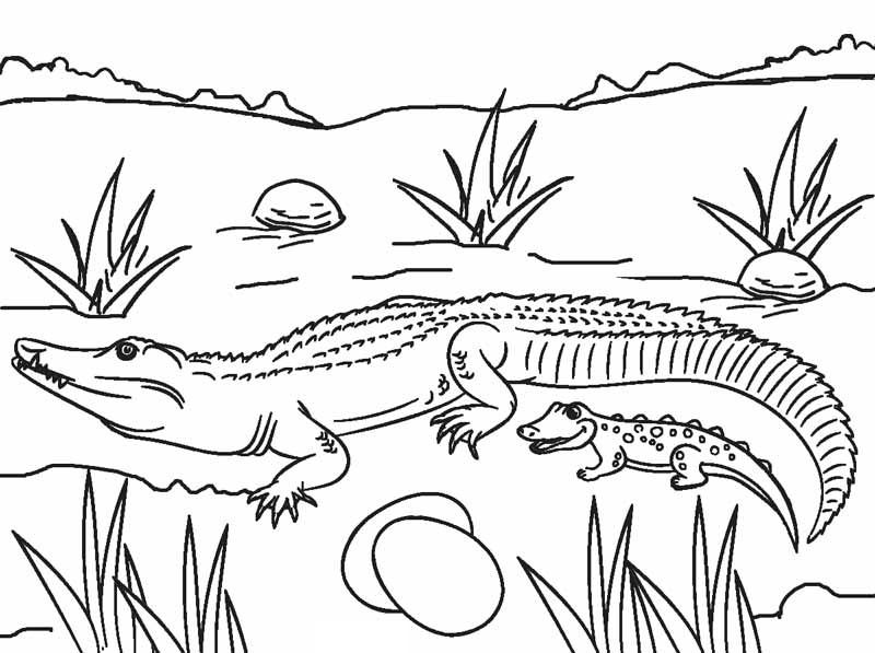 Online coloring book: Coloring page alligator and little alligator
